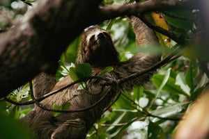 La Fortuna: Sloths & Coffee, Chocolate and Sugarcane Tour