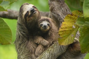 La Fortuna, la meilleure expérience de paresseux et de cours de cuisine de tous les temps.