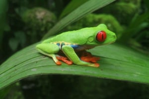 From San Jose: La Paz Waterfall Gardens Guided Day Tour