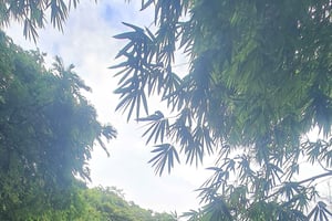 Liberia airport from/to Tamarindo Area