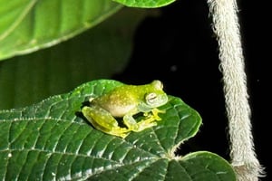 Limon: Natvandring og regnskovsoplevelse