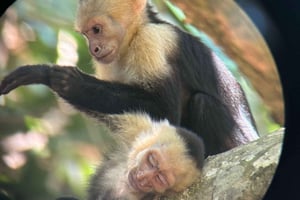 Mangrove and monkey boat Tour UNFORGETTABLE...