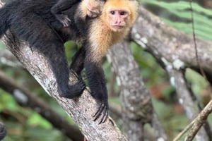 Mangrove Experience from Uvita