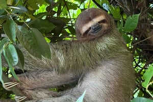 Manuel Antonio: Guided Animal Tour with Admission Included at SUKIA