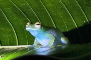 Manuel Antonio: Jungle Night Tour and Buttlerfly Garden