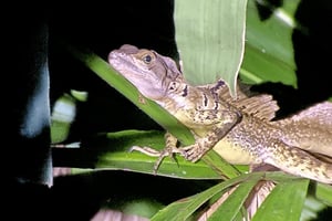 Manuel Antonio: Omvisning om kvelden i jungelen