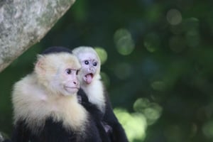 Manuel Antonio National Guided Park tour