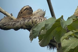 Parc national Manuel Antonio : randonnée en français avec Dayana