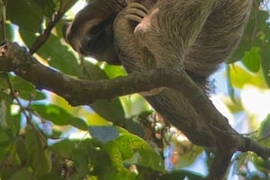 マヌエル・アントニオ国立公園：ハイキング（交通手段込み）