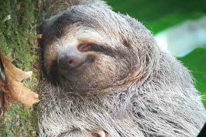 Manuel Antonio nationalpark, Upptäckt av djur och växter