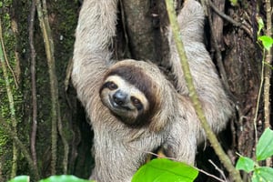 Manuel Antonio National Park: Walking Guided Tour