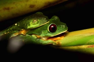 Manuel Antonio: Night Tour with Certified Guide