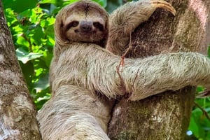 Manuel Antonio Park Guided Tour - Admission Ticket Included