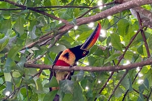 Manuel Antonio Park: Naturalist Guided Tour