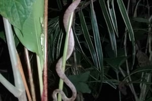 Manzanillo: Caminhada nocturna na floresta