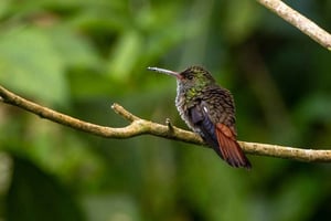 Monteverde: Aamukirkastuksen lintutarkkailu Curi-Canchassa