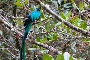 Monteverde : promenade guidée dans la forêt de nuages