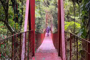 モンテベルデ雲霧林保護区プライベートガイドツアー
