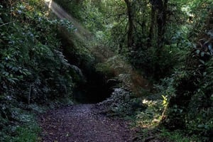 Monteverde: Pilvimetsäretki