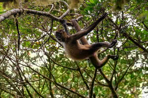 Дневной и ночной тур по Монтеверде «все включено»