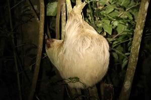 Monteverde: Guidad nattvandring i skogen