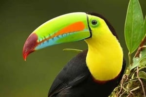 Monteverde: Nature walk in Curicancha Reserve