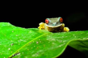 Monteverde: yökierros pimeänäkölaseilla