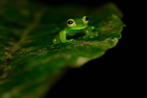 Monteverde: Nattvandring i den magiske skogen