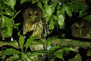 Monteverde: Oktari Monteverde Night Walk Tour