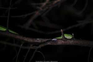 Monteverde: Santamarias nattpromenad med djurliv