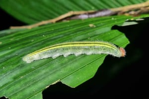 Visite de nuit guidée de la forêt tropicale : La Fortuna