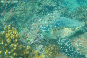 Osa: snorkel en la isla Caño y paseo por Marino Ballena