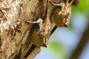 Palmar Norte: Kayaking in Mangrove Forest