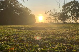 Palmar Norte: World Heritage Site Tour