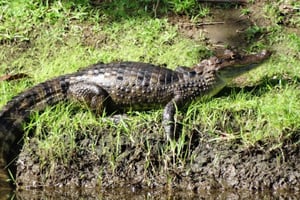 Palo Verde & Guatil: Jungle Boat Tour, Pottery & Lunch