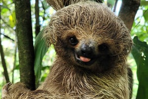 Плайя-дель-Коко: открытие ленивцев и тур по Рио-Селесте