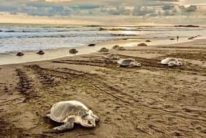 Playa Minas: Tour de observación de tortugas marinas