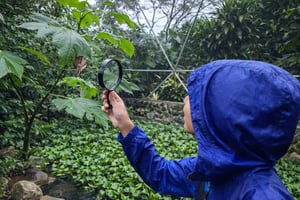 Pollinator Discovery Tour a Guided Nature Walk in La Fortuna