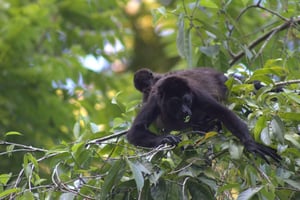テノリオ火山国立公園 - リオ・セレステでのプライベートウォーキングをお楽しみください