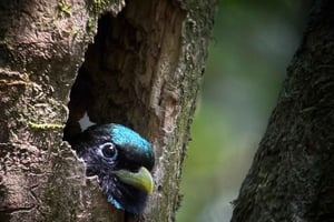 Puerto Jimenez : Parc National Corcovado 2 Jours 1 Nuit Tout Compris