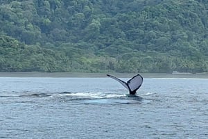 Puerto Jiménez: dolfijnen spotten met snorkelstop
