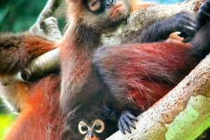 Puerto Jiménez: Private 1-Day Tour to Sirena in Corcovado