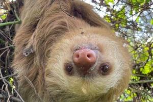 Puerto Limón: Tortuguero, Maratopia, Cahuita, banana plantation, and much more: tour