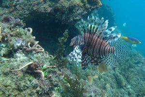 Costa Rica: Guidad naturvandring i Cahuita nationalpark
