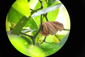 Puerto Viejo;Refugio gandoca Manzanillo+Bribri chocolate making& waterfall