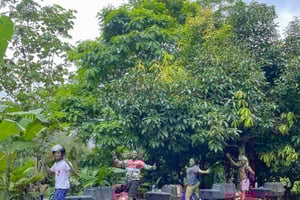 Puerto Viejo Talamanca: Wycieczka quadem z 2 wodospadami