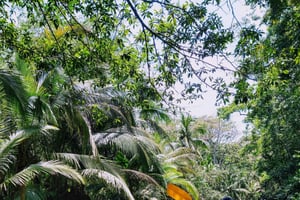 Punta Uva: Passeio de caiaque e observação de preguiças