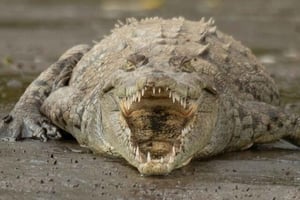 Puntarenas: Ausflug in die Tierwelt und Flusssafari