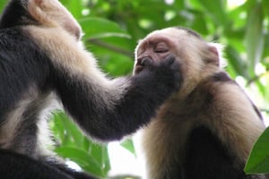 Quepos Costa Rica: Mangrove Monkey Tour