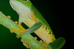 Floresta tropical depois de escurecer por Jeremias Solano